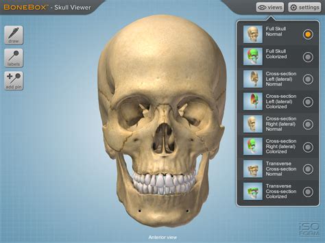 As the names suggest compact bone looks compact and the spongy bone looks like sponges. BoneBox Skull Viewer app for iPad is a 3D medical ...