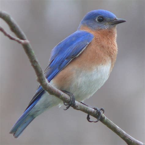 Fileeastern Bluebird 27527 2 Wikimedia Commons
