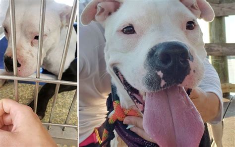 Dog Adoption Stories That Will Make You Smile Laugh And Cry