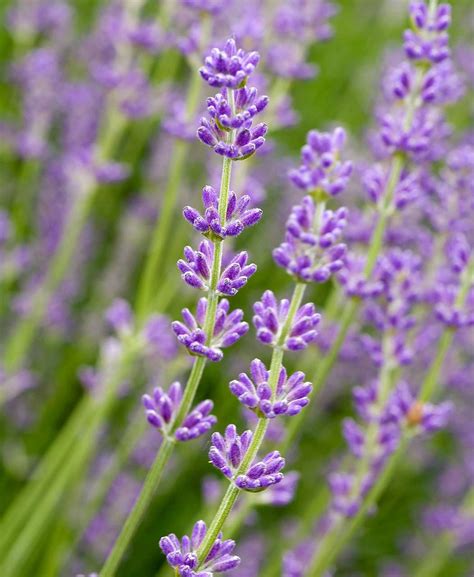 Lavender Plant Types