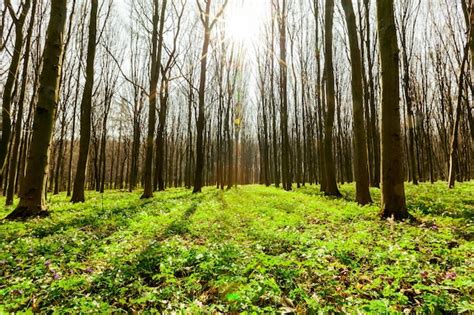 Premium Photo Spring Forest Trees Nature Green Wood Sunlight Walls