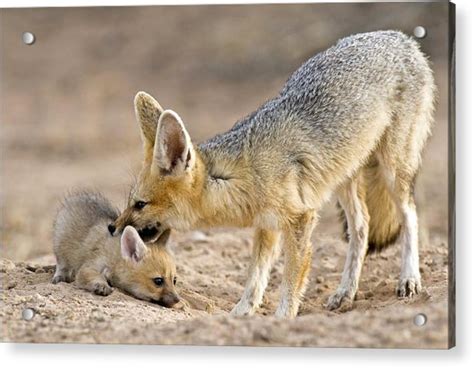 Cape Fox Mother And Young Photograph By Tony Camacho