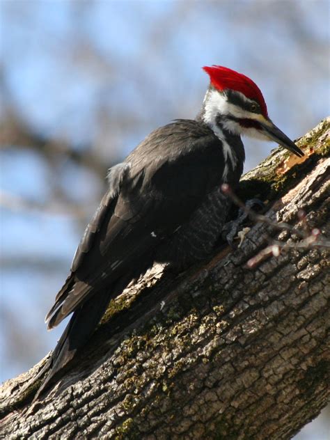 Pileated Woodpecker a North American woodpecker