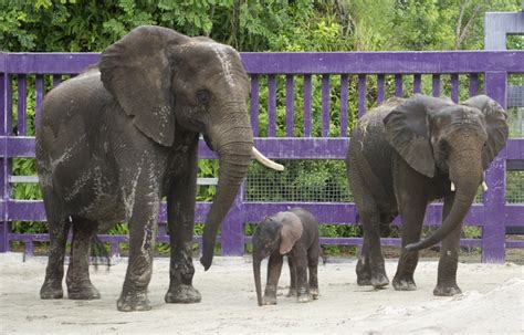 Sixth Baby Elephant Brings Cuteness And Joy To Disneys