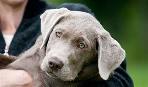 We had just recently paid top $ for 2 chocolate labs from a extremely reputable breeder in california. Silver Lab - The Facts About Silver Labrador Retrievers