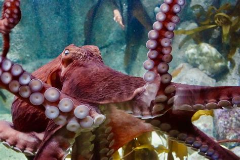 Giant Pacific Octopus Found Off The Coast Near Newport