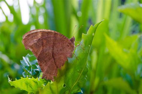 Brown Butterflies Perched On Green Leaves Stock Image Image Of