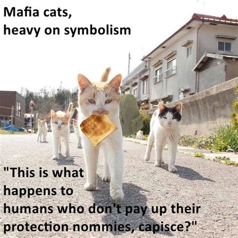 Mafia Cats Lolcats Lol Cat Memes Funny Cats Funny Cat