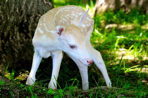 Rare Albino White Tail Fawn A Stunning Sight In Nature