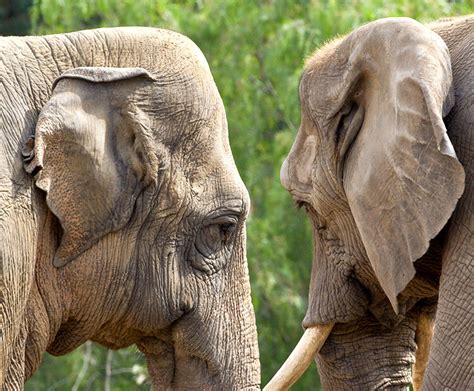 African Elephant San Diego Zoo Wildlife Explorers