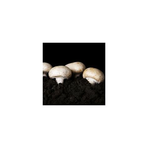 Button Mushroom White Agaricus Bisporus Grain Spawn Medicinal