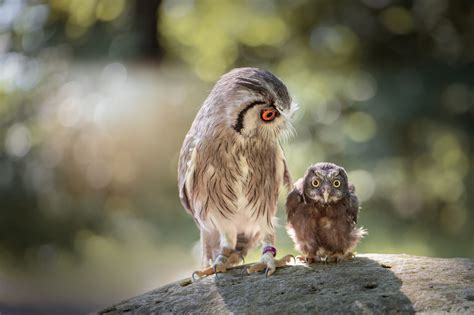 Owl Owlet Wildlife Baby Animal Bokeh Bird Hd Wallpaper Rare Gallery