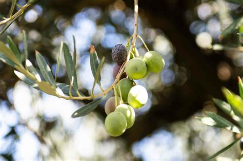 Green Ripe Olives Verses Black Ripe Olives