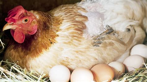 best egg laying chickens for beginners