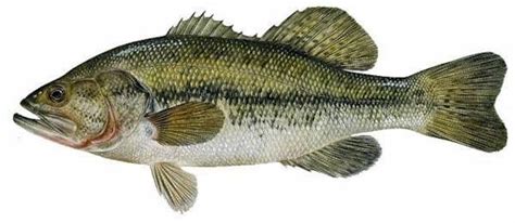 Largemouth Bass Species Information Fisheries Fish And Wildlife Maine