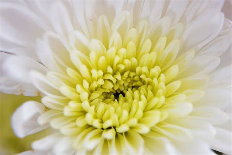 Free Images Blossom White Flower Petal Summer Green Yellow