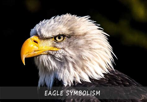 Unleashing The Power Of Eagle Symbolism A Full Guide