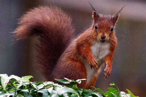 Red Squirrels Could Be Doomed As Mps Give Up 77 Year Quest To Eradicate