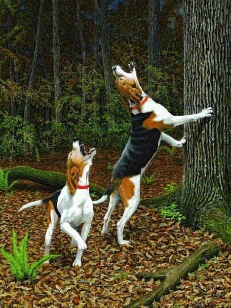 Treeing Walker Coonhound Treeing