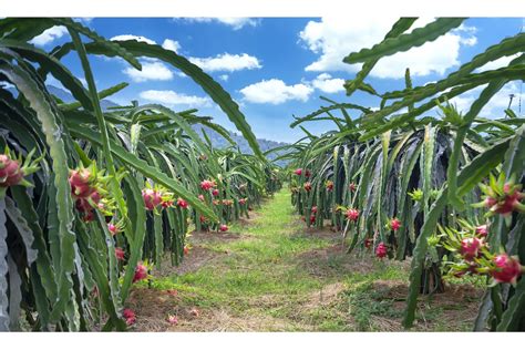 Haryana To Promote Dragon Fruit Cultivation