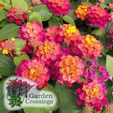 Maybe you would like to learn more about one of these? Lantana BANDANA Cherry Sunrise - Buy Lantana Annuals ...