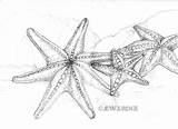 Starfish Legged Renee Estrella Oecotextiles Mistral Peces Ecotextiles Drawingworks Kinsleydrawingmagazine Fashioneal sketch template