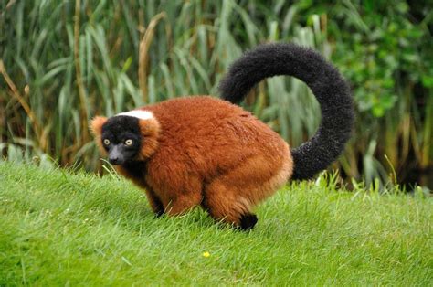 Red Ruffed Lemur The Animal Facts Appearance Diet Habitat