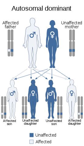 Autosomal recessive disorders are typically not seen in every generation of an affected family. Difference Between Autosomal and X-linked Inheritance ...