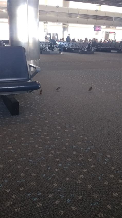 There Are Birds Living In This Airportdenver International Airport