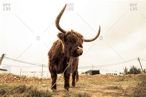 Standard miniature cows range from 36 to 42 inches. ox stock photos - OFFSET