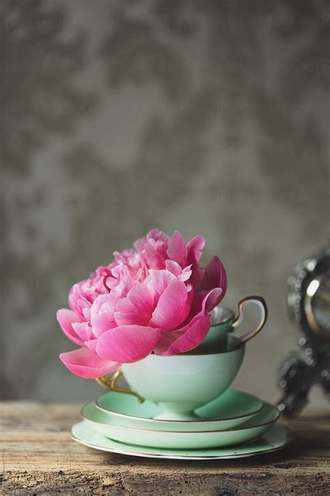 Peony Rose In A Vintage Teacup By Stocksy Contributor Ruth Black Tea Cups Vintage Peony