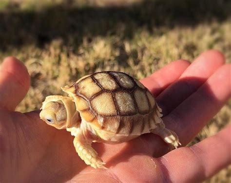 Baby Sulcata Tortoises Ubicaciondepersonascdmxgobmx