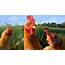 Chicken Wallpapers  Fun Animals Wiki Videos Pictures Stories