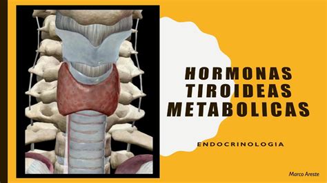 Hormonas Tiroideas Hormonas Medicina Humana Udocz
