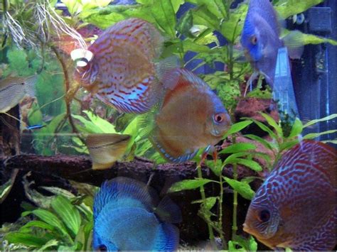 Pilih lemari yang mudah ditempatkan. Jenis Ikan Hias Cantik dan Murah? Berikut Beberapa Nama ...