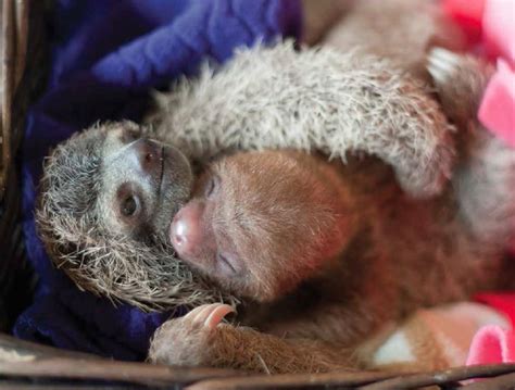 Scientist Brings Us Wondrously Cute Sloth Photos In New Book Slothlove