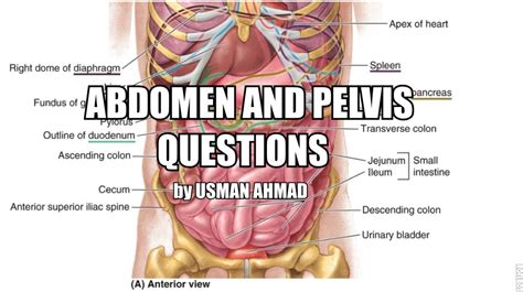 The lower lobe of the left lung is larger than the upper one. Abdomen / Pelvis Anatomy Viva Questions for 2nd Year MBBS ...