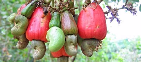 Growing Cashew Nuts Vlrengbr