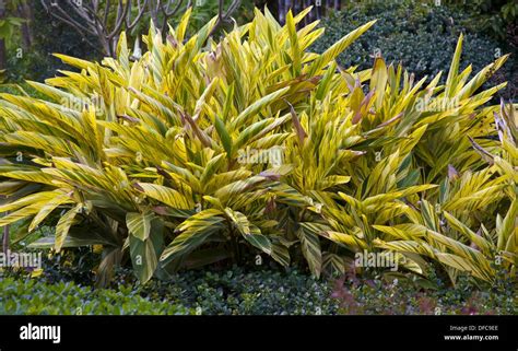 Green And Yellow Variegated Leaves Of Shell Ginger Plants In Florida