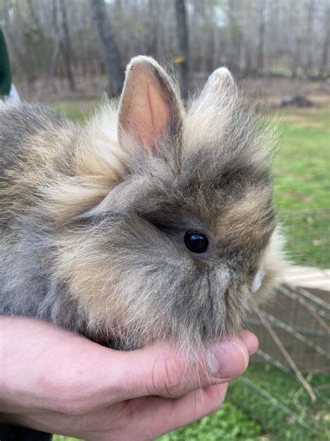 Baby Lionhead Rabbit Rabbits For Sale