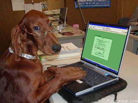 Dogs With Laptops Computers Funny And Cute Animals