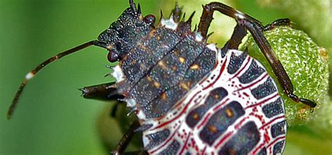 Stink Bugs Guide