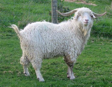 Angora Goat Info Color Origin Uses And Pictures