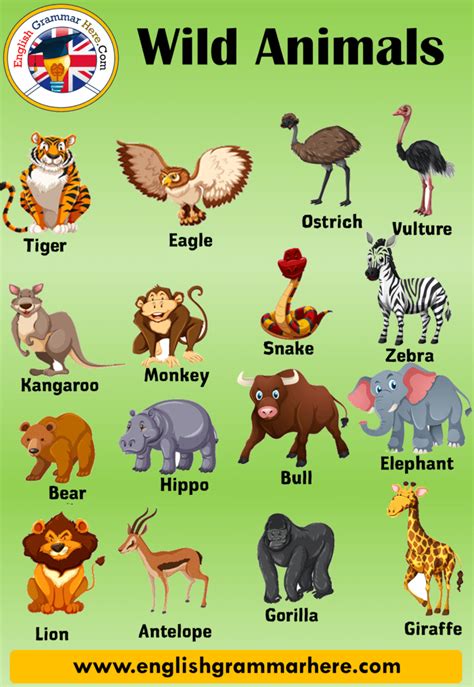 Different Types Of Animals With Pictures And Names