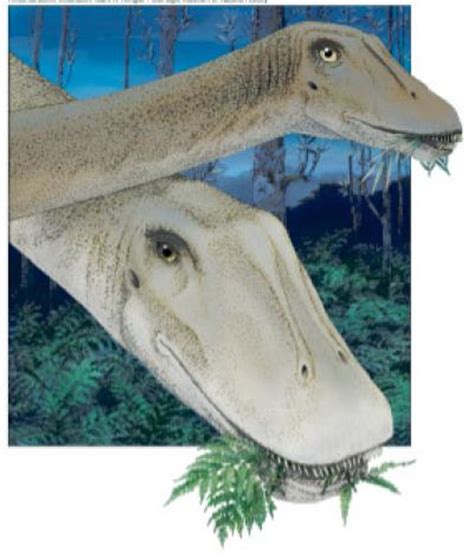 How do you shape up? Dinosaur skull changed shape during growth | (e) Science News