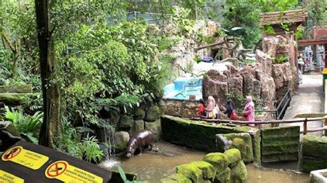 4 Wahana Seru Di Taman Safari Alternatif Tempat Wisata Di Bogor Yang