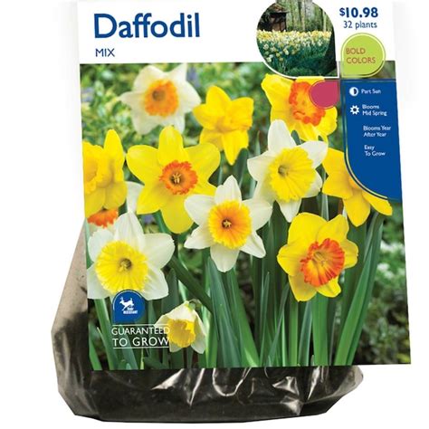 Lowes Multicolor Daffodil Mixed Bulbs 32 Count In The Plant Bulbs
