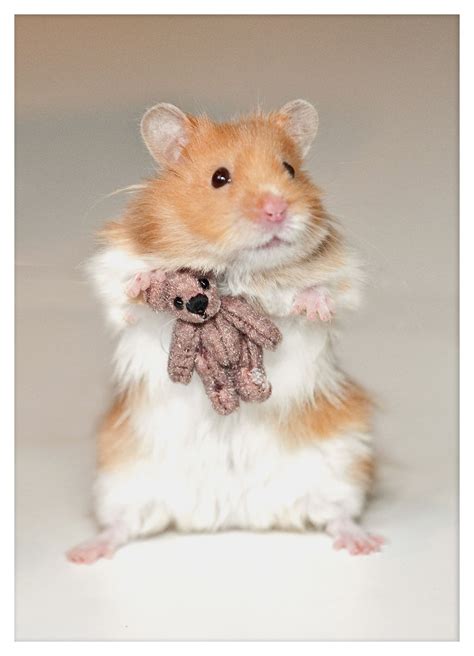 Cute Baby Animals Cute Hamsters Funny Hamsters Cute Baby Animals