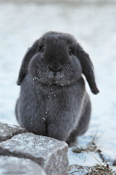 Snow Bunny Image 1816620 By Saaabrina On