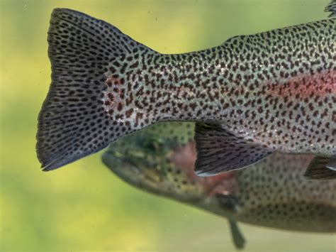 10 Closeup Of Rainbow Trout Tail Fins Stock Photos Pictures And Royalty
